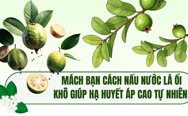 Tips on how to cook dried guava leaf water to help lower high blood pressure naturally