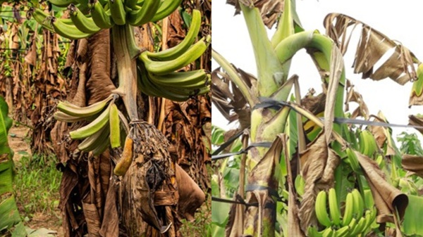 Nhung buong chuoi ngap nuoc heo ru. Anh: Thuong Nguyen