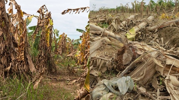 Nhung vuon chuoi tan hoang sau bao lu. Anh: Thuong Nguyen