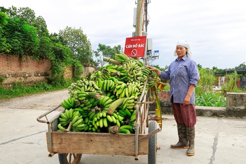 Chuoi non chua the su dung duoc chi lam thuc an cho gia xuc. Anh: Thuong Nguyen
