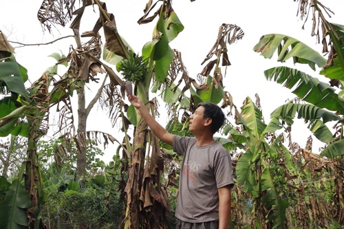 Nguoi dan trong chuoi sot xa ben nhung cay chuoi sap den ngay thu hoach bi heo ru. Anh: Thuong Nguyen