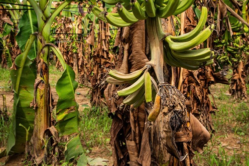 홍강변 바나나 수백 헥타르가 홍수로 파괴되었습니다. 사진: Thuong Nguyen