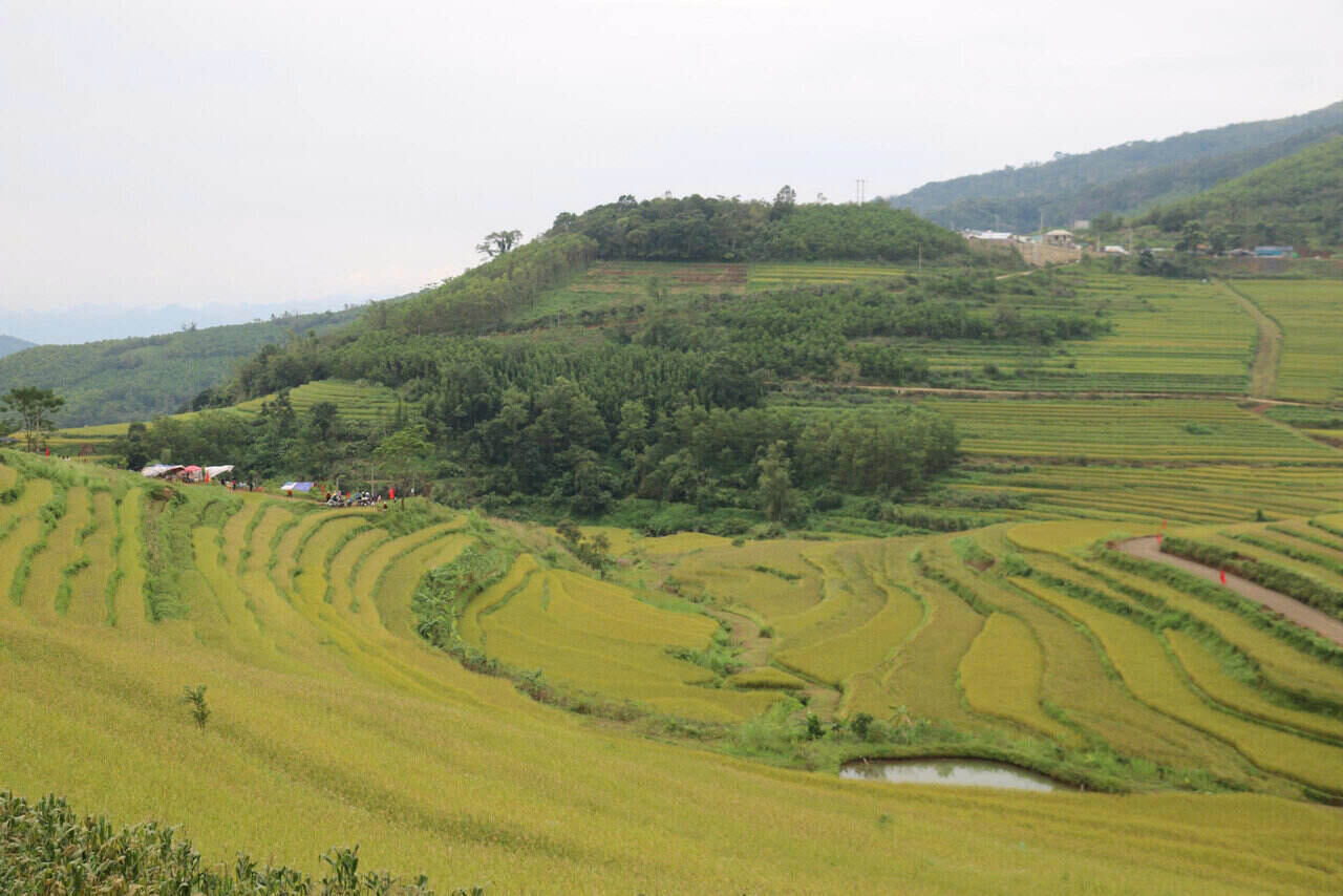 Me man truoc ve dep cua ruong bac thang Mien Doi, xa Thuong Coc, tinh Phu Tho. Anh: Yen San