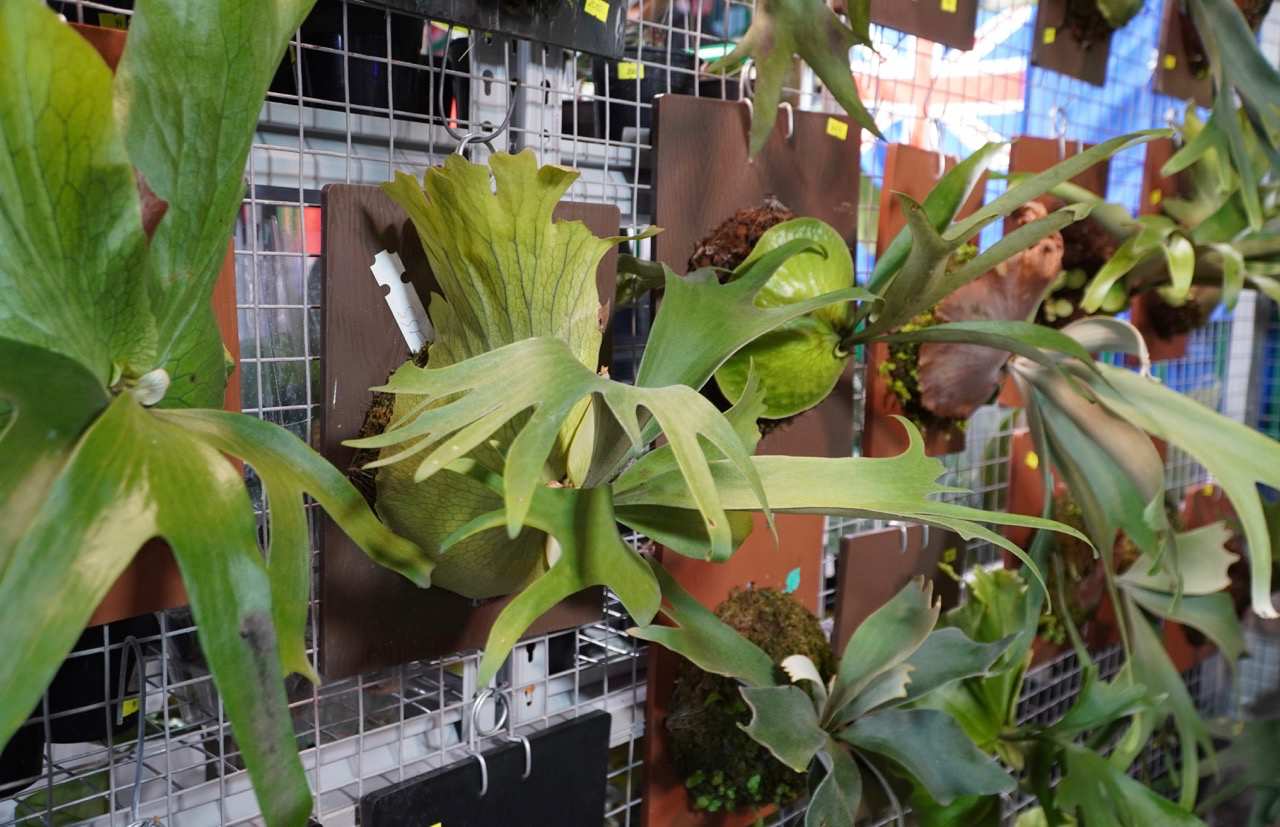 Da dang giong cay tai su kien. Anh: Mai Anh.