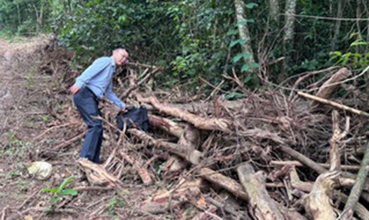 Hiện trường vụ phá rừng, khai thác gỗ trái phép ở phường Tân Lập, tỉnh Đắk Lắk. Ảnh: Bảo Trung