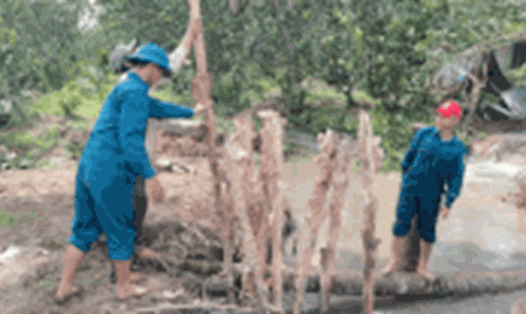 Lực lượng địa phương gia cố đoạn đê bao bị vỡ, ngăn ngập cục bộ trên cồn Thanh Long. Ảnh: Hoàng Lộc