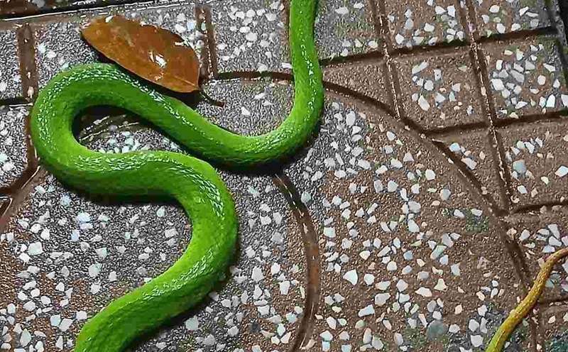 The red-tailed snake crawled into the front door of a resident's house in Thoi Hoa ward, Ho Chi Minh City. Photo: Provided by readers