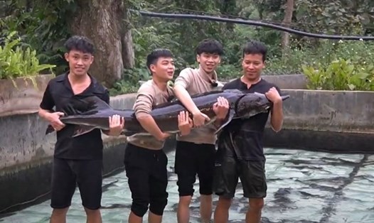 Cá tầm Siberi được kết nối, tiêu thụ tại Tuần lễ Nông sản Việt 2025. Ảnh: DMS