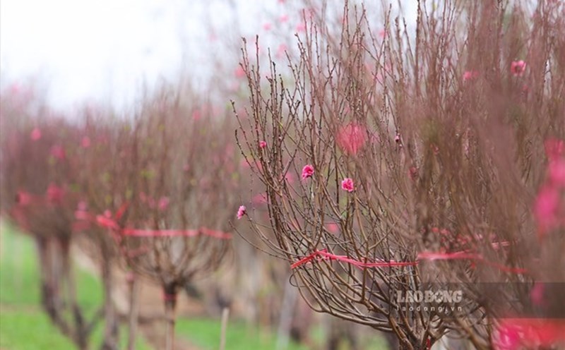 On October 24, the Hanoi People's Committee issued Notice No. 1265/TB-UBND of the City People's Committee on the Lunar New Year holiday schedule and National Day holiday in 2026. Photo: Huong Nha