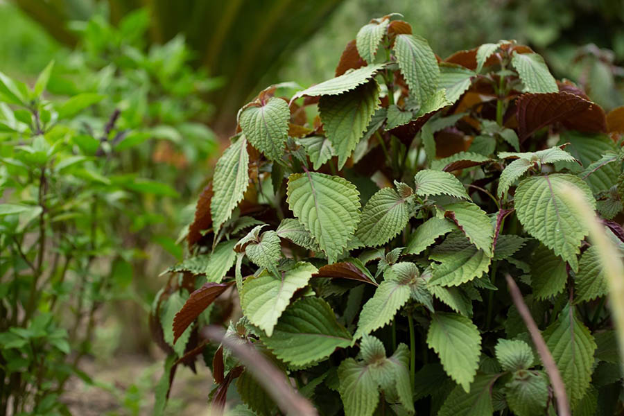 2 types of herbs that should be eaten a lot in the fall