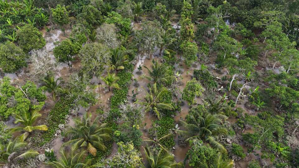 ビンロン省の多くの果樹園が高潮により深く浸水した。写真: ホアン・ロック