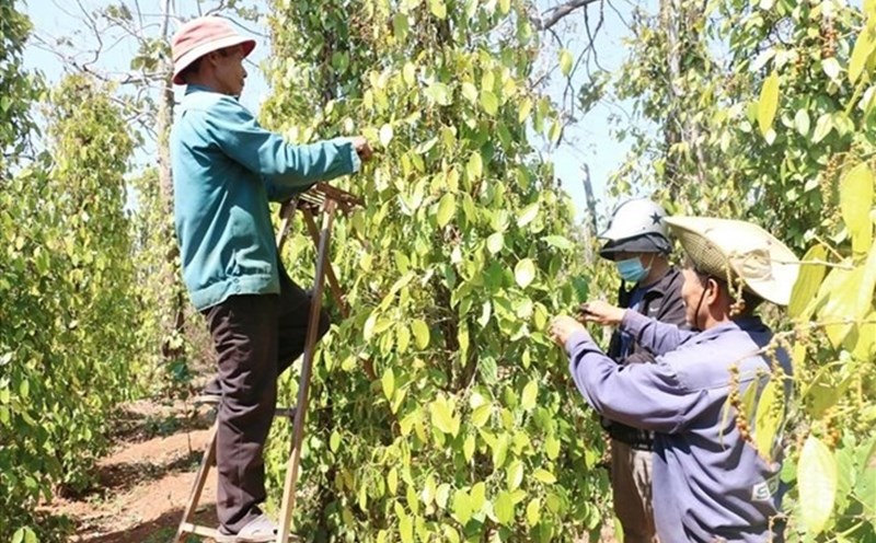 Pepper prices today 10/25: Unstable at the end of the week, forecast for the end of the year. Photo: Thanh Tuan