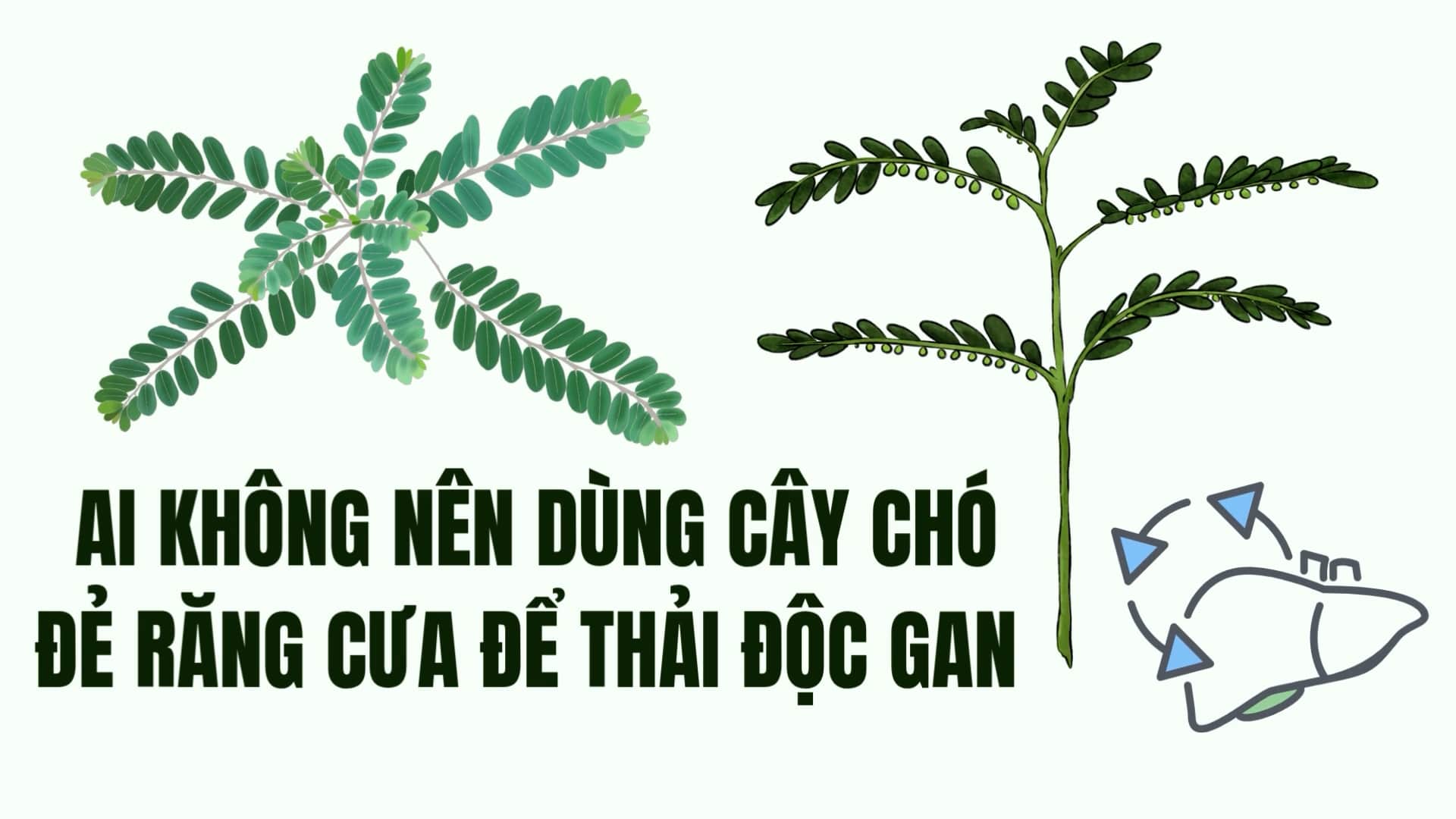 The group of subjects should absolutely not use dogg toothpick to detoxify the liver