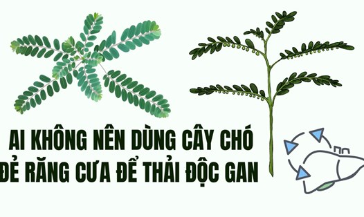 Nhóm đối tượng tuyệt đối không nên dùng cây chó đẻ răng cưa để thải độc gan