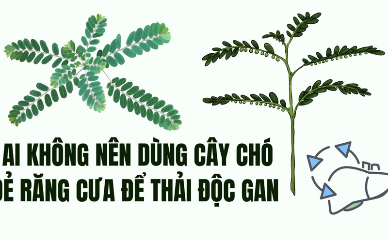 The group of subjects should absolutely not use dogg toothpick to detoxify the liver