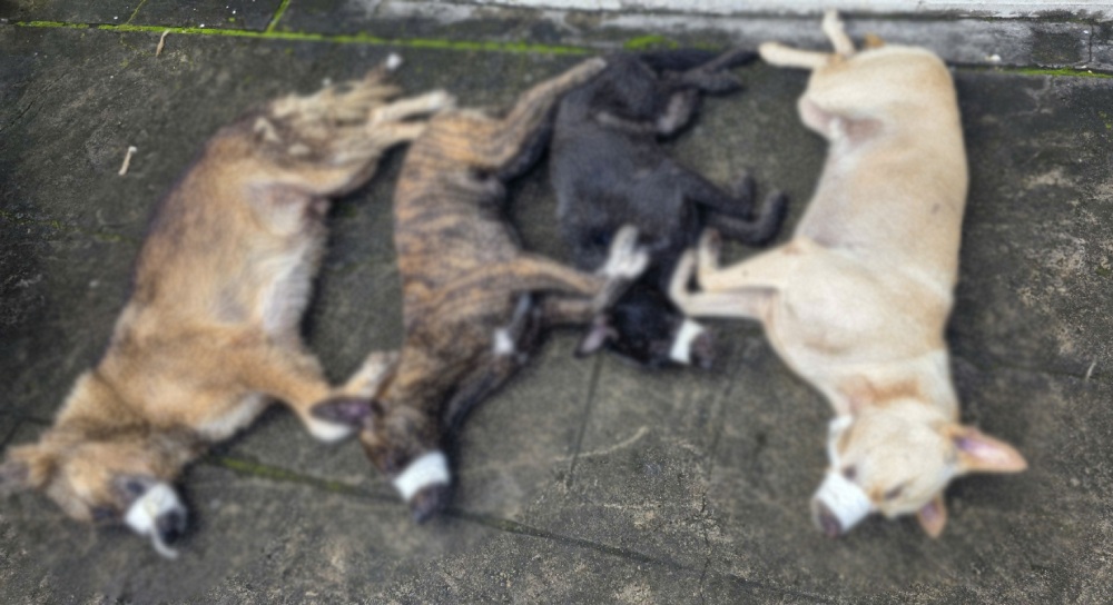 2 đối tượng dùng súng bắn điện tự chế để trộm chó. Ảnh: Văn Vũ