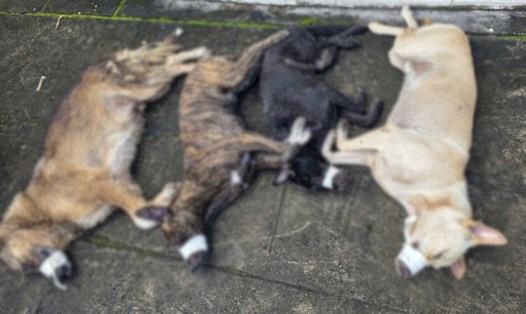 2 đối tượng dùng súng bắn điện tự chế để trộm chó. Ảnh: Văn Vũ