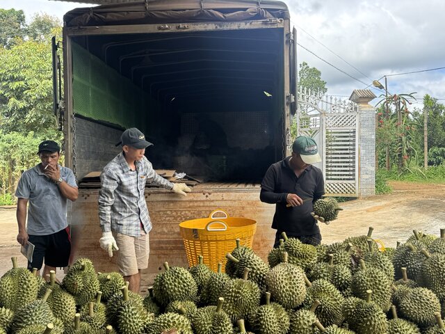 Thuong lai thu mua sau rieng o xa DlieYa. Anh: Bao Trung