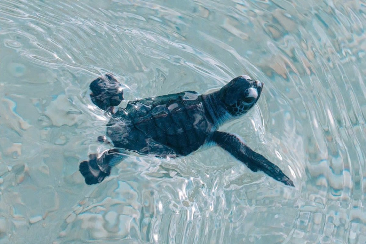 Sea turtles are hatched and released into the sea in Con Dao. Photo: VQGCD