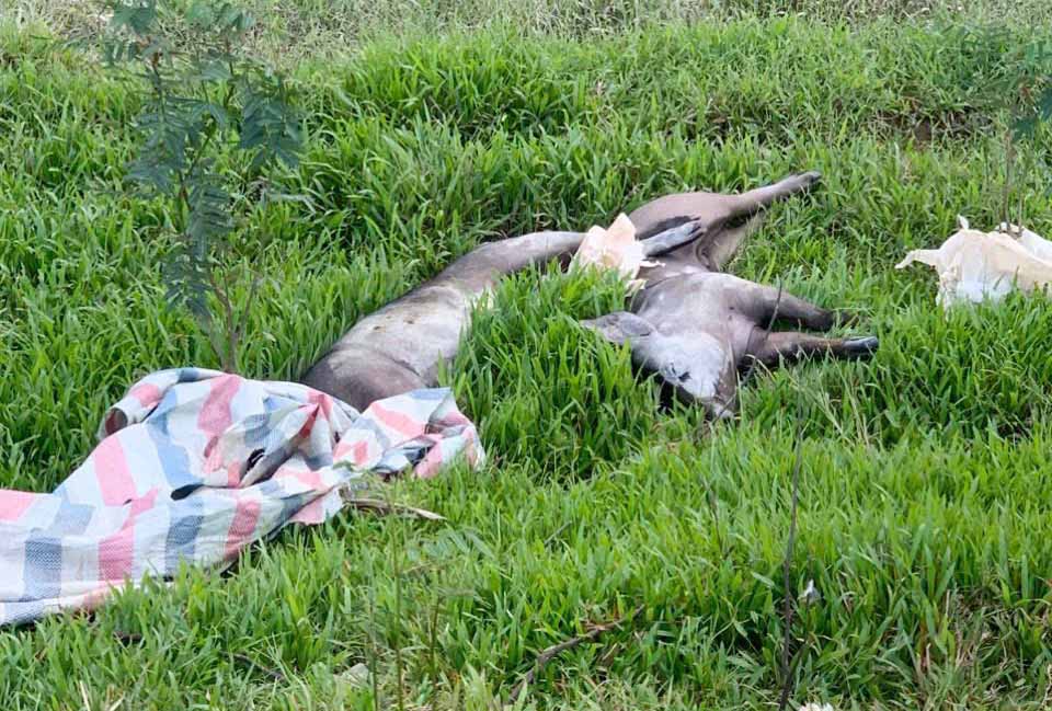 아프리카 돼지 열병에 걸린 것으로 의심되는 죽은 돼지를 환경에 버린 Cam Hung 코뮌(Ha Tinh 지방)의 한 가구가 최근 500만 VND의 벌금을 부과받았습니다. 사진: Cam Hung 코뮌 경찰.