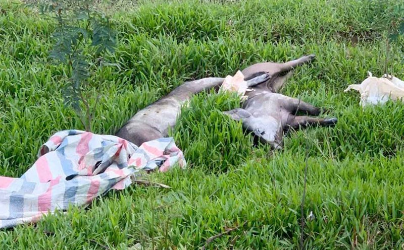 A household in Cam Hung commune (Ha Tinh province) that threw dead pigs suspected of being affected by African swine fever into the environment has just been fined 5 million VND. Photo: Cam Hung Commune Police.