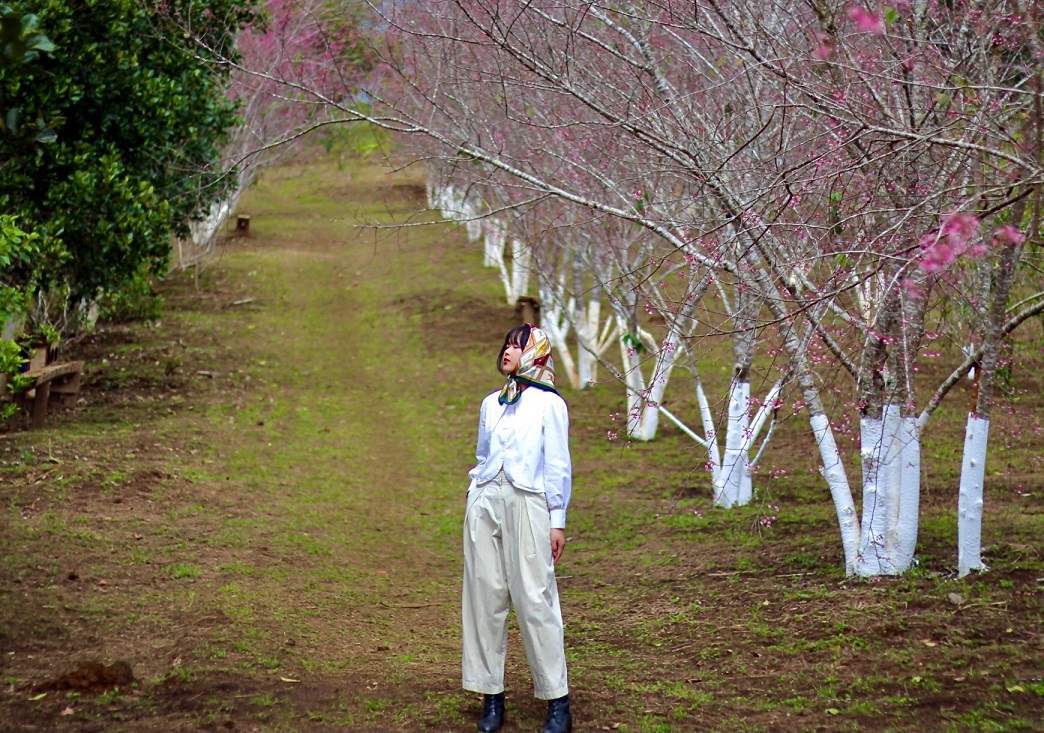 Mang Den duoc vi nhu la “Da Lat 2” o do cao hon 1.200m so muc nuoc bien. Co tren hang van cay anh dao bung no moi khi chom xuan. Anh: Y Trang
