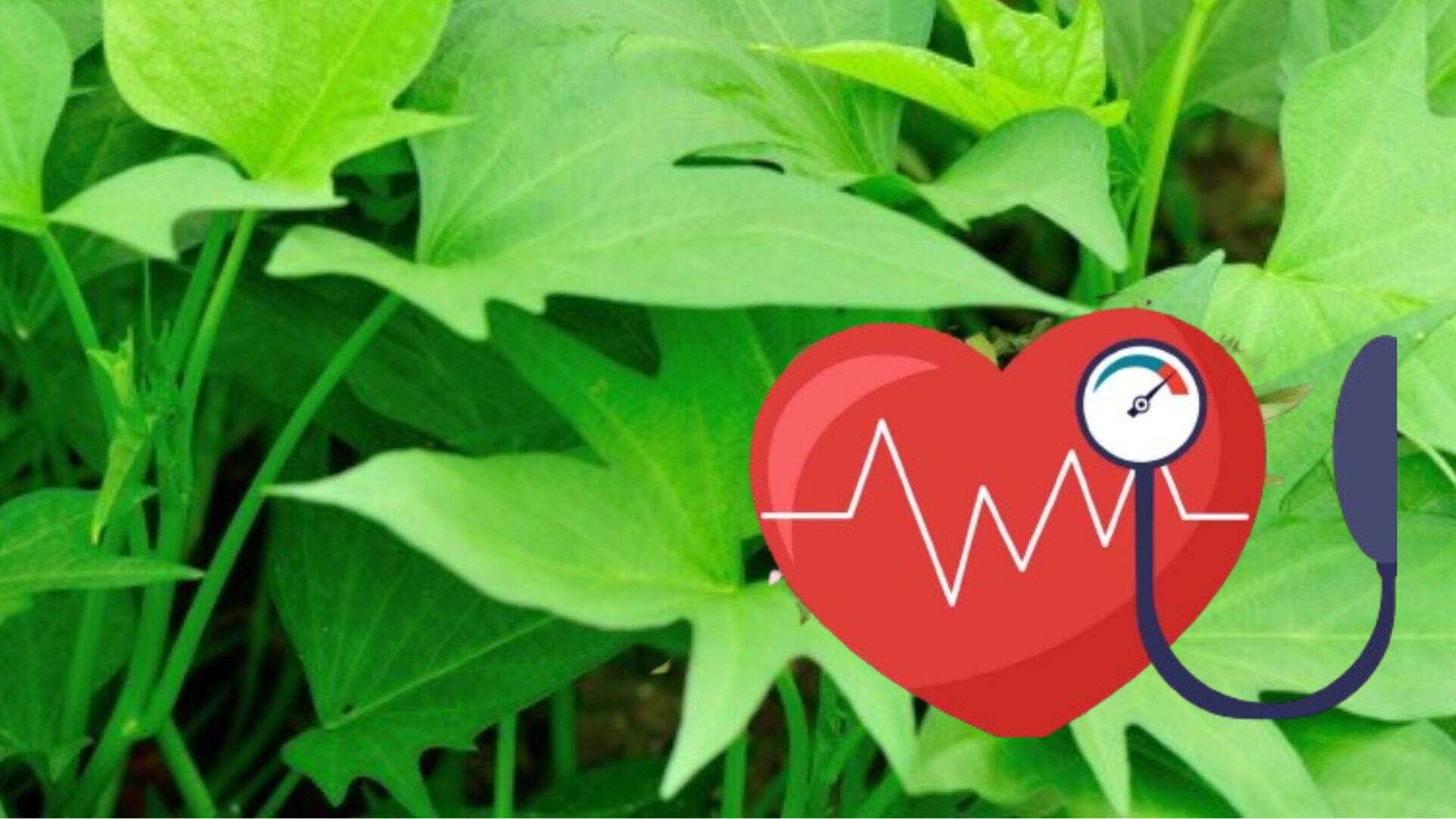 Vegetables to add to meals to help people with high blood pressure stabilize the cardiovascular system