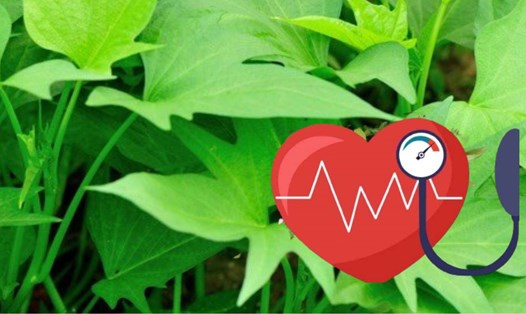 Món rau nên thêm vào bữa ăn giúp người cao huyết áp ổn định tim mạch