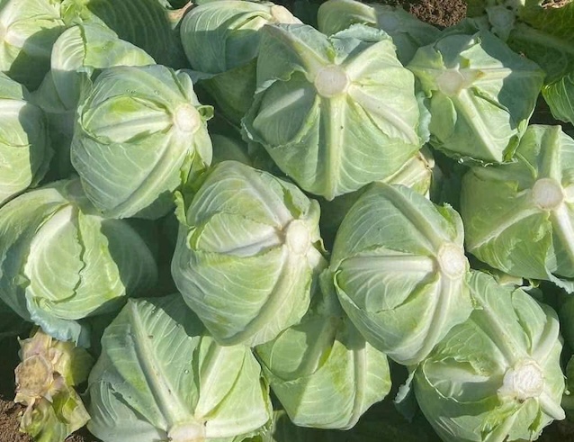 キャベツからは加工方法によってビタミンCが補給されます。写真: キエウ・ヴ