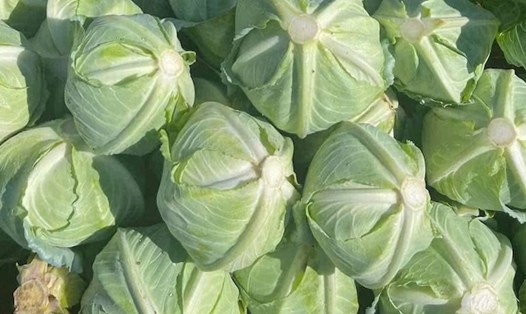 Vitamin C được bổ sung từ rau bắp cải phụ thuộc vào cách chế biến. Ảnh: Kiều Vũ