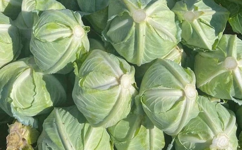 Vitamin C is supplemented from cabbage depending on how it is prepared. Photo: Kieu Vu