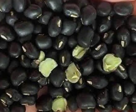 Black beans are a healthy source of protein through many ways of preparation. Photo: Kieu Vu