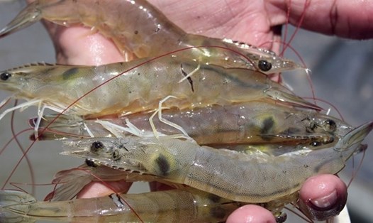 Tôm, thực phẩm giàu cholesterol nhưng không hại tim. Ảnh: Nhật Hồ