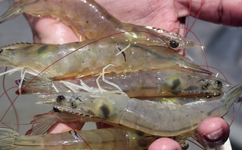 Shrimp, a food rich in cholesterol but not harmful to the heart. Photo: Nhat Ho