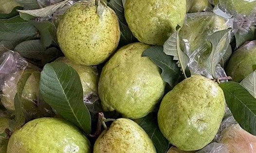 Quả ổi giúp tăng cường collagen nếu ăn đúng cách. Ảnh: Quang Minh.
