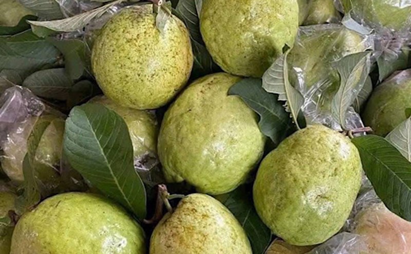 Guava helps increase collagen if eaten properly. Photo: Quang Minh.