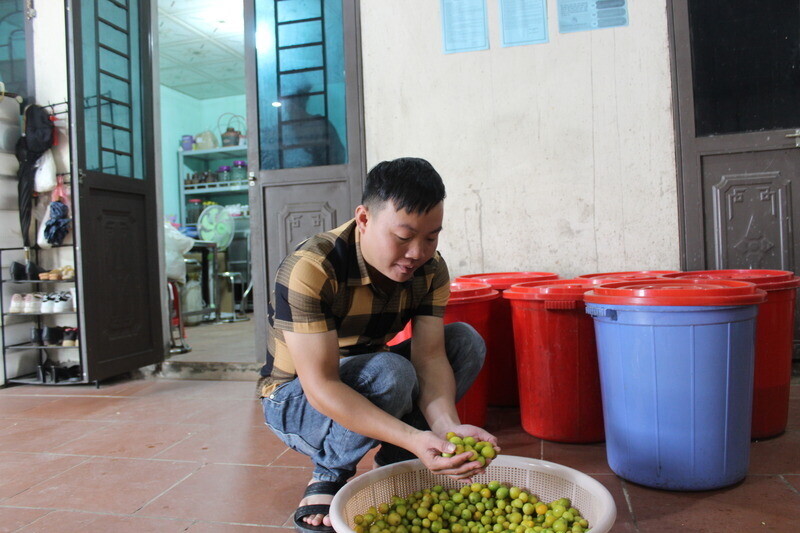Nhung qua chanh rung rieng co o dinh nui Mau Son. Anh: Hoang Tinh