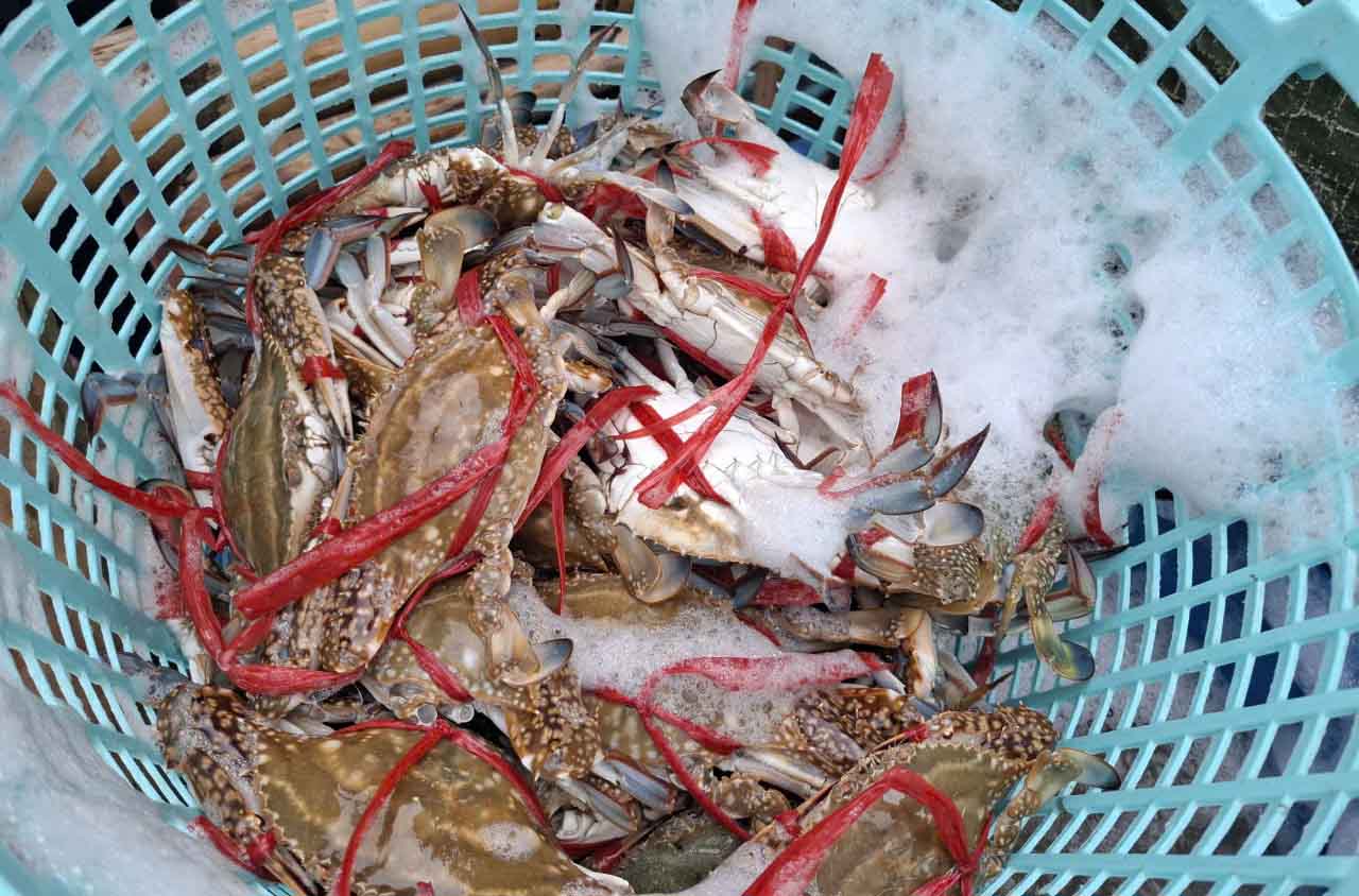 Nhung mo ghe tuoi ngon khi tau vua cap ben duoc go ra khoi luoi. Anh: Tran Tuan.