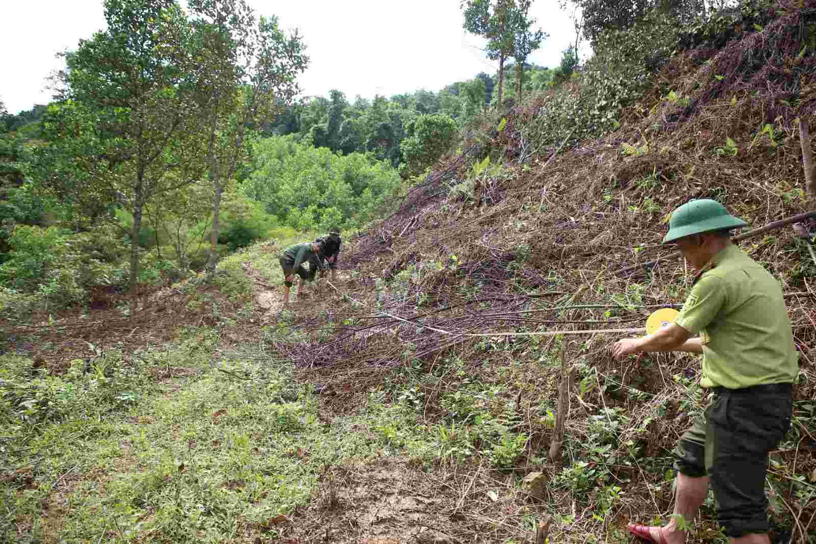 Nguoi dan canh tac nhieu nam tren dien tich dat rung thuoc BQL rung dac dung Nam Quang Tri bi lan chiem. Anh: Hung Tho
