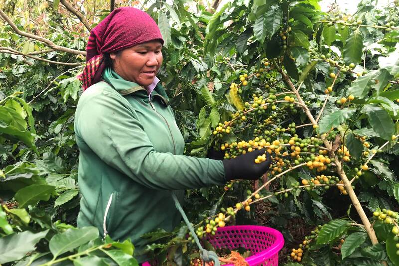 People pick coffee for hire in village 2, Chieng Mung commune. Photo: Truong Son