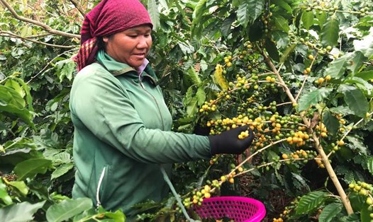 Người dân hái cà phê thuê tại thôn 2, xã Chiềng Mung. Ảnh: Trường Sơn