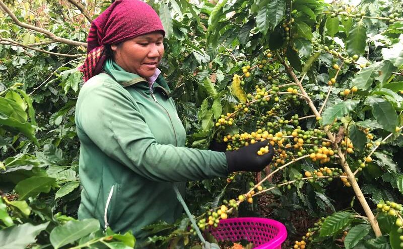 People pick coffee for hire in village 2, Chieng Mung commune. Photo: Truong Son