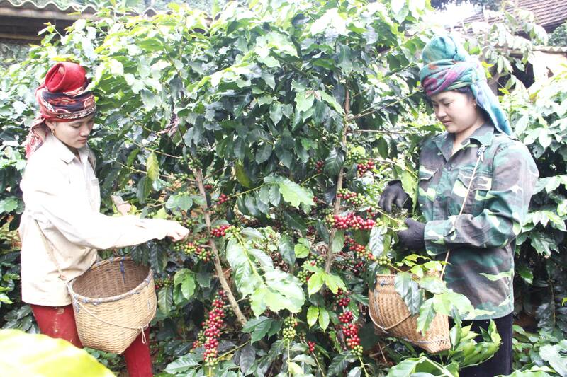 Nguoi dan hai ca phe thue tai ban Thay Lom, xa Chieng Mai. Anh: Truong Son