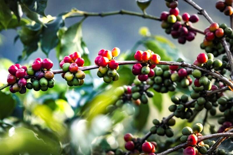 Ca phe Son La dang vao chinh vu. Anh: Truong Son