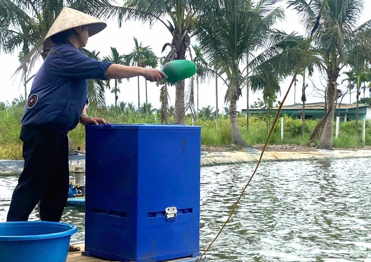 Ao ca rong hang nghin m2 cung mang lai thu nhap cao cho gia dinh ba Hai. Ảnh: Nam Trieu