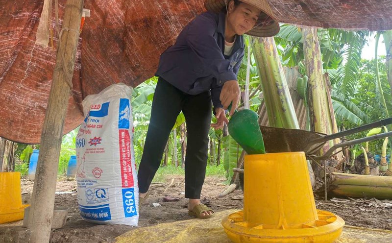 Mrs. Tra Van Thi Thanh Hai is working hard at a livestock farm in Phu Thai commune, Hai Phong. Photo: Nam Trieu