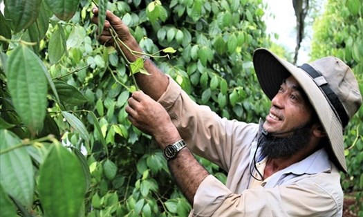 Giá tiêu hôm nay 27.10: Bất ngờ tăng trở lại ngày đầu tuần. Ảnh: Thanh Tuấn