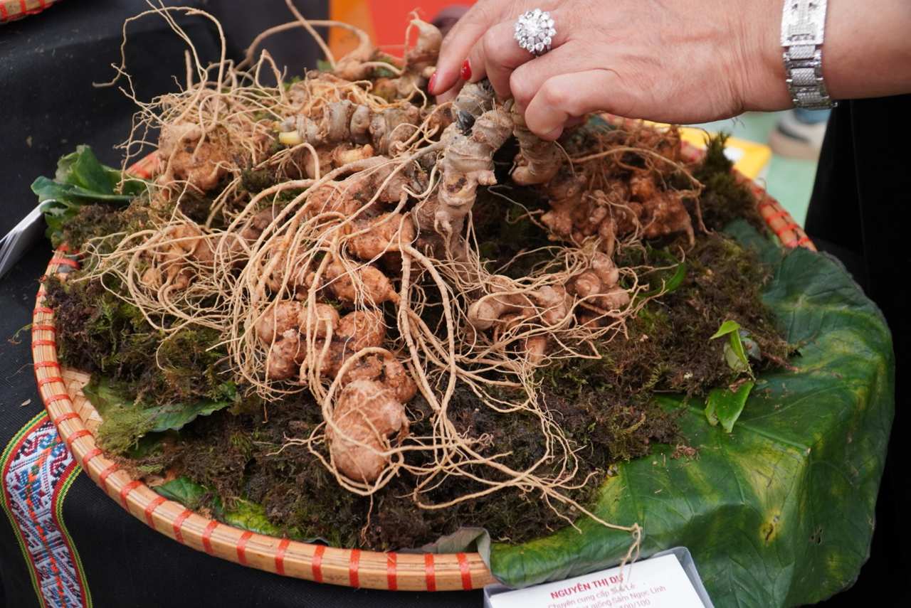 Cac mat hang nhan sam tren hien chua duoc pho bien tren toan quoc. Anh: Ngoc Diep