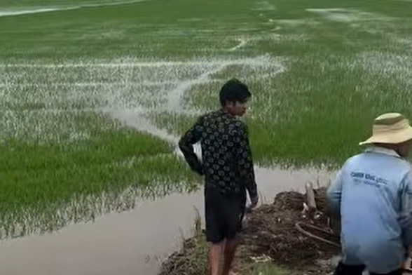 The dike breach in Hau Thanh commune (Tay Ninh province) affected dozens of hectares of rice. Photo: Cut from video provided by the people