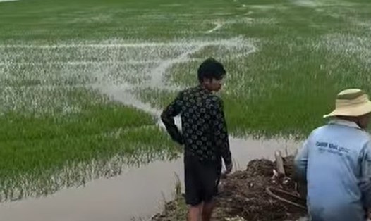 Sự cố vỡ đê ở xã Hậu Thạnh (tỉnh Tây Ninh) ảnh hưởng hàng chục ha lúa. Ảnh: Cắt từ video người dân cung cấp
